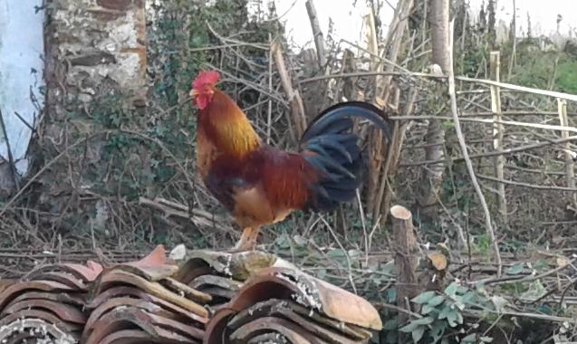 coq gaulois sur un tas de tuiles