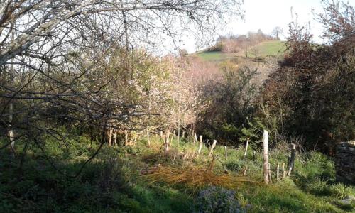 pommier en fleurs