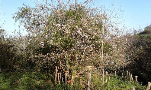 pommier en fleurs