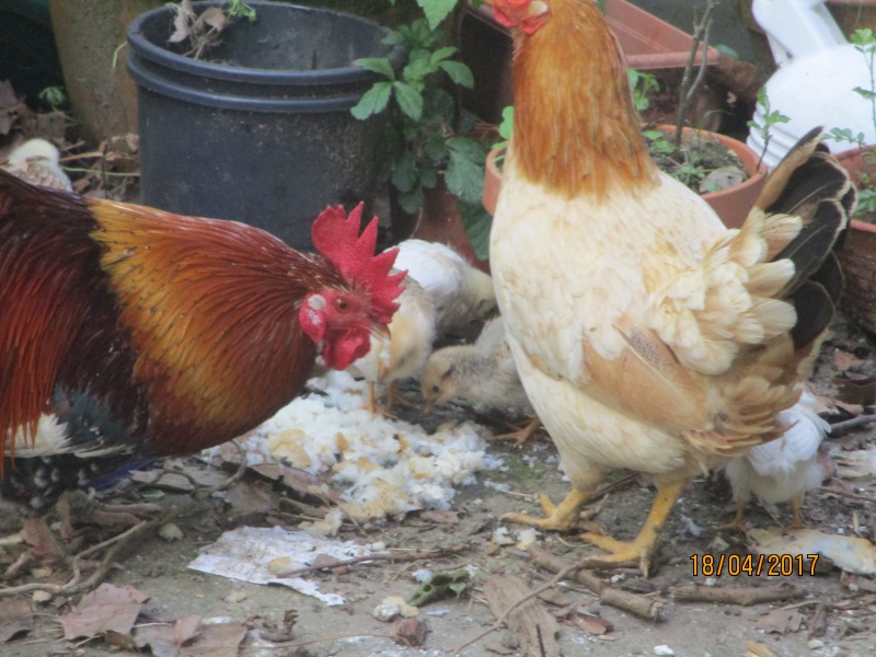 poules et poussins au jardin en avril 2017