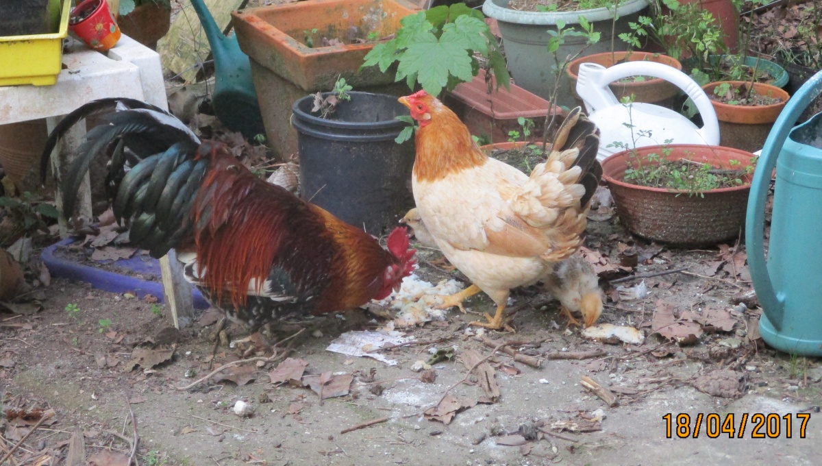 poules et poussins au jardin en avril 2017