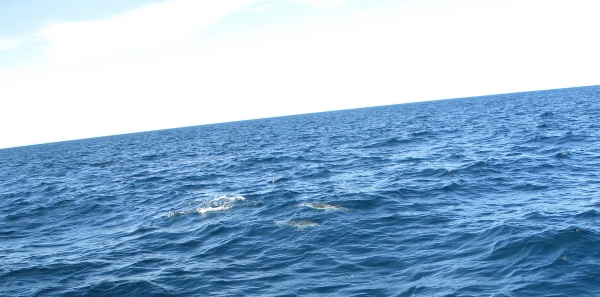 dauphins dans l'eau