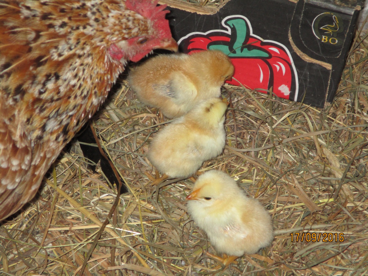poules tachetées et leurs poussins jaunes