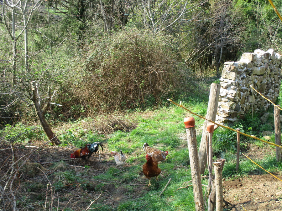 jardin en mars 2017