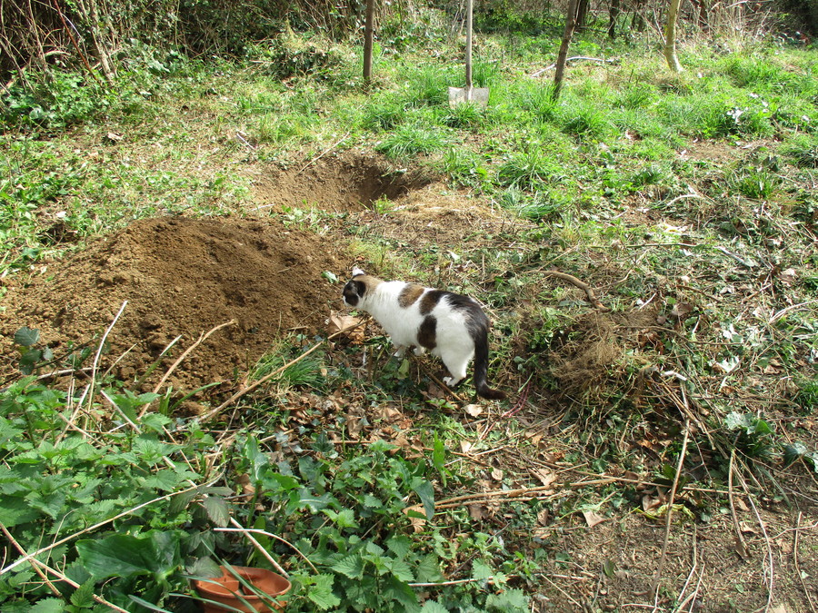 jardin en mars 2017