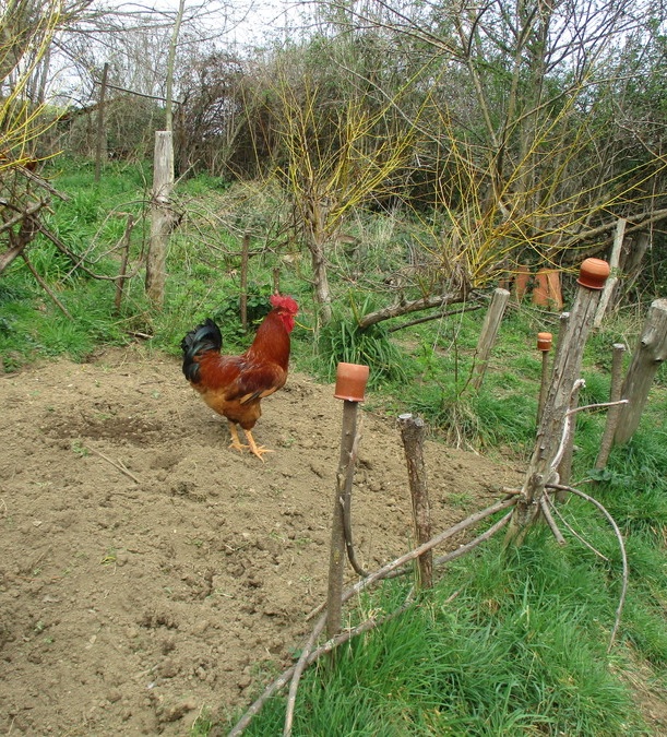 jardin en mars 2017