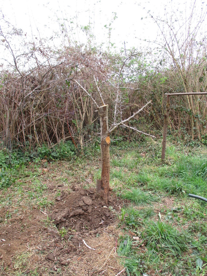 jardin en mars 2017