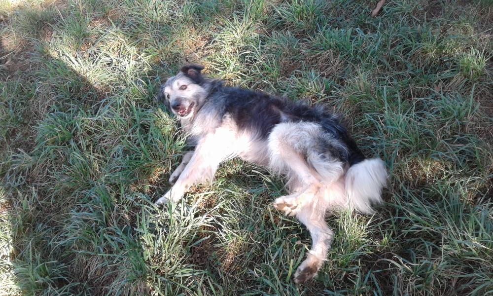 Chien gris qui se roule dans l'herbe