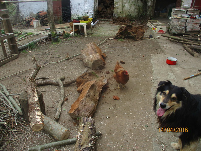 La poule rousse picore et le chien Cobol se marre 