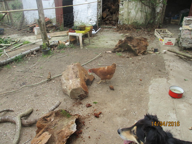 La poule rousse picore le vieux bois 