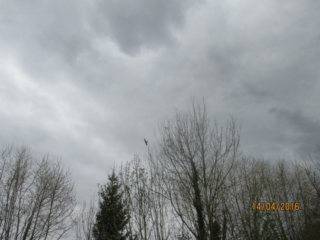 Rapace noir dans le ciel, avec des branchages noirs 