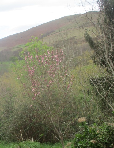 Le pecher en fleurs roses 