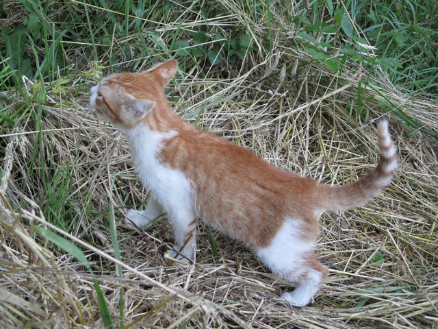 chaton roux  à donner