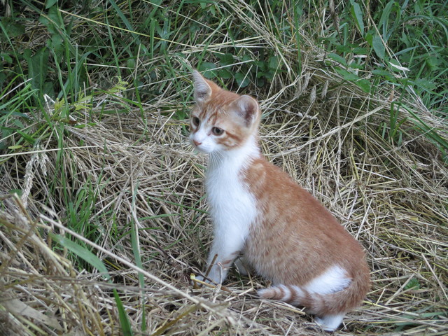 chaton roux  à donner