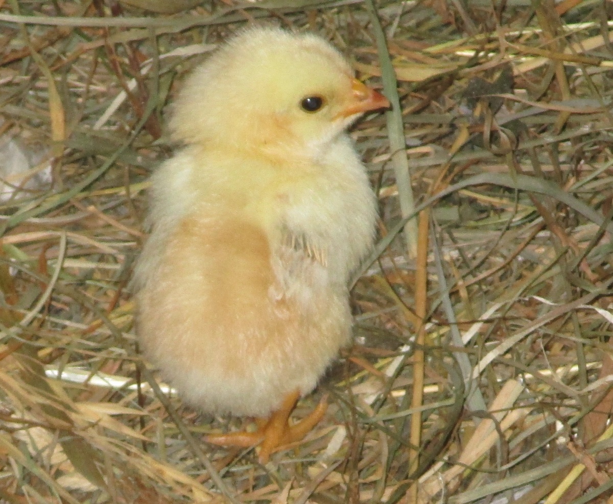  poussin jaune